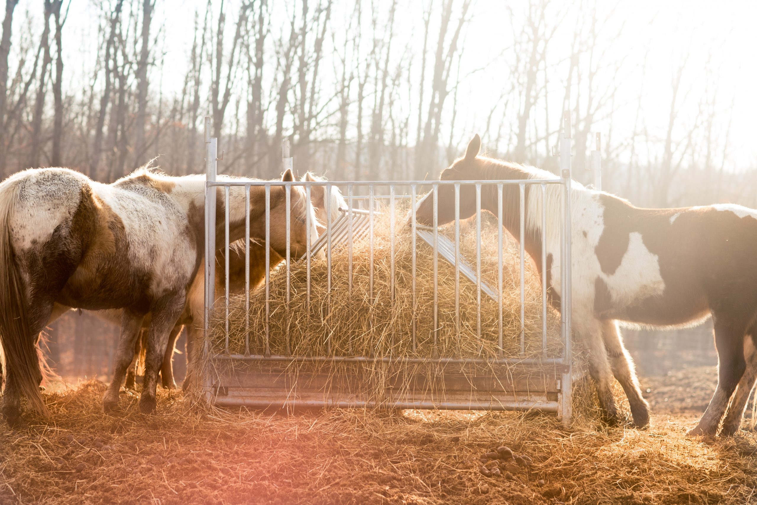 Fodertips til din hest