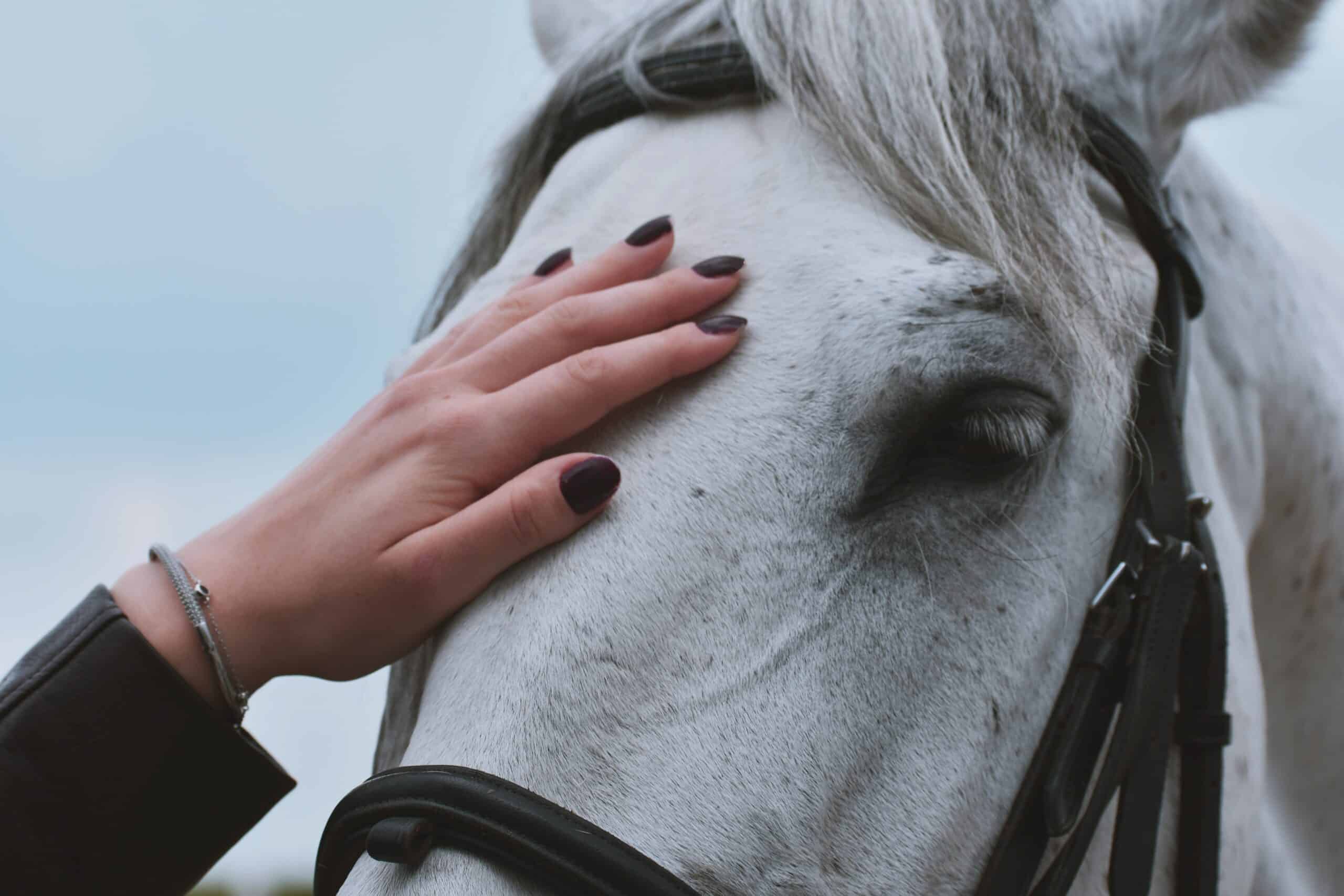 Sådan forkæler du bedst din hest